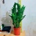 海南金钱树种植户，量大从优，价位与质量成正比才是硬道理