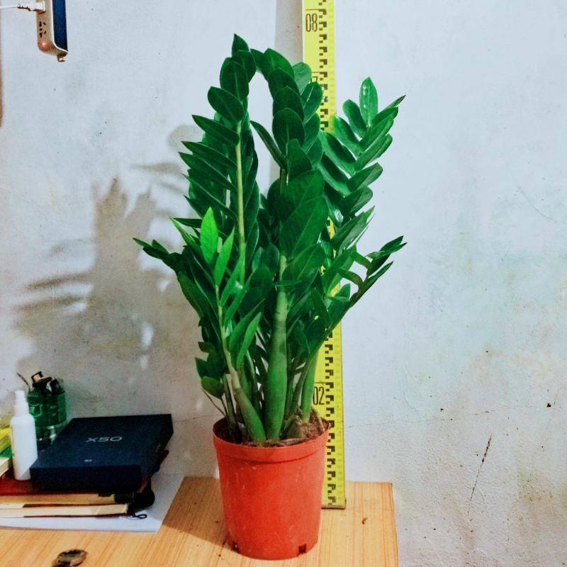 海南金钱树种植户，量大从优，价位与质量成正比才是硬道理