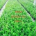 海南金钱树种植户，量大从优，价位与质量成正比才是硬道理