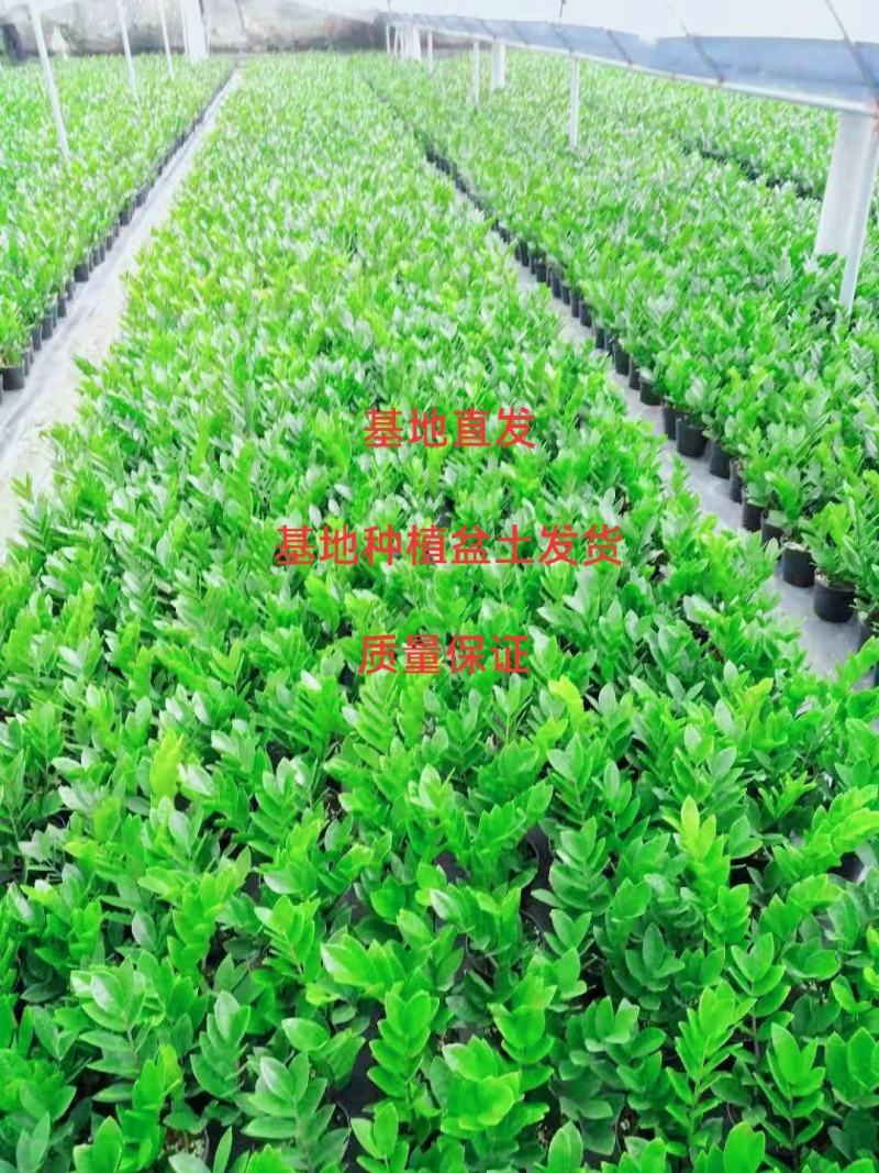 海南金钱树种植户，量大从优，价位与质量成正比才是硬道理