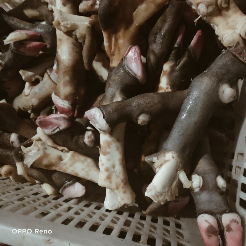 黑花羊蹄