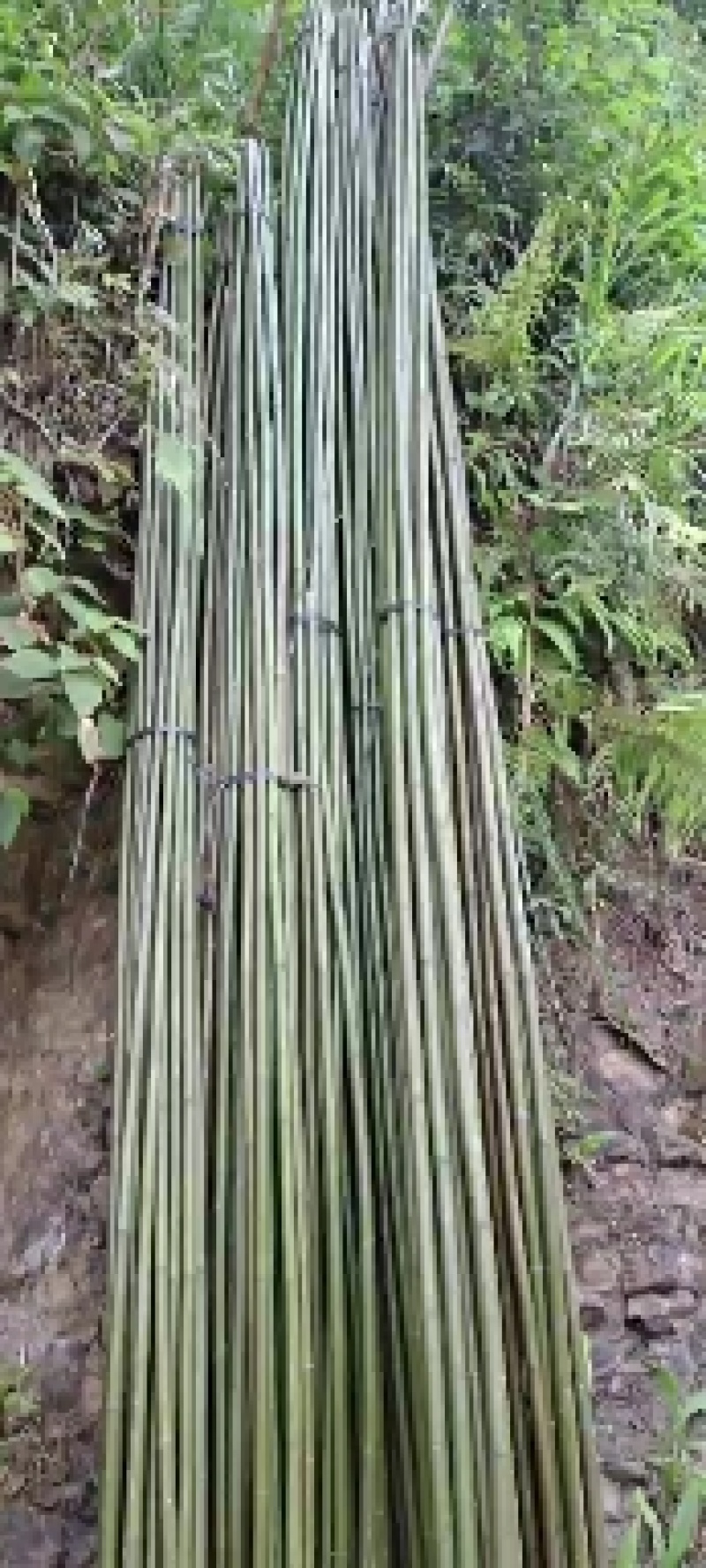 量大，有想法的欢迎砸单，，，，，，，，，，，