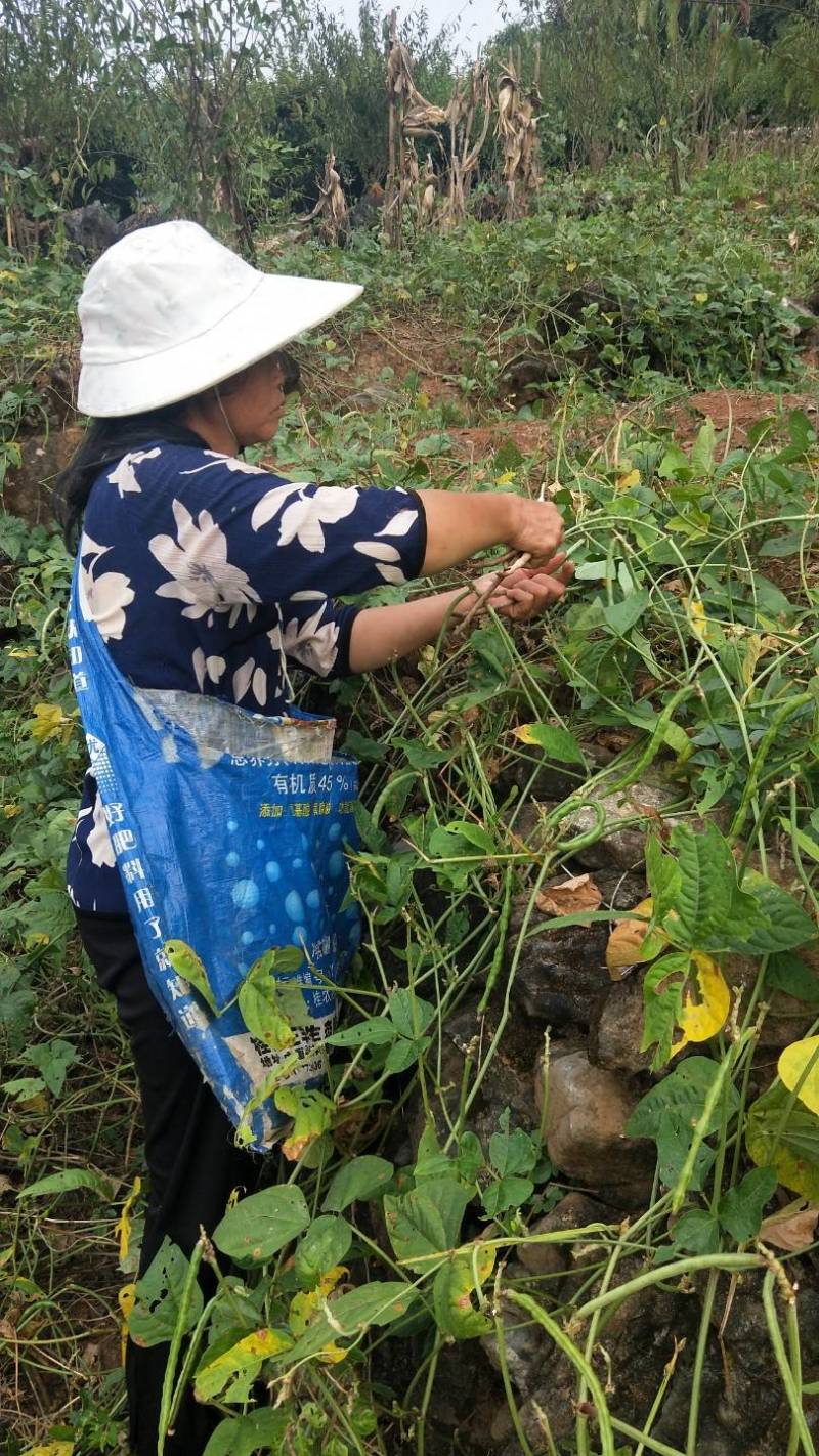 家里种的黑豆，已卖完，静等下一季