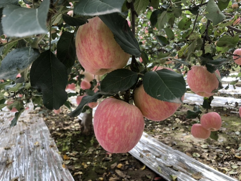 陕西红富士🍎上市啦，红度好，口感脆甜，耐运输，