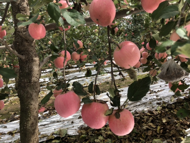 陕西红富士🍎上市啦，红度好，口感脆甜，耐运输，