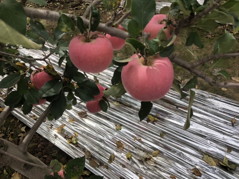 陕西红富士🍎上市啦，红度好，口感脆甜，耐运输，