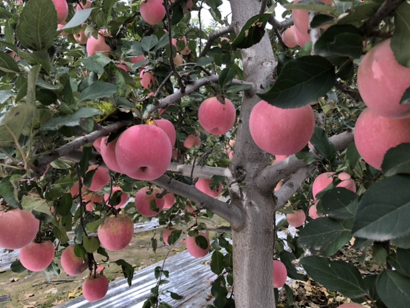 陕西红富士🍎上市啦，红度好，口感脆甜，耐运输，