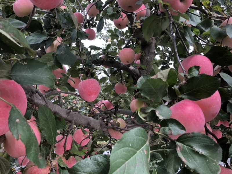 陕西红富士🍎上市啦，红度好，口感脆甜，耐运输，