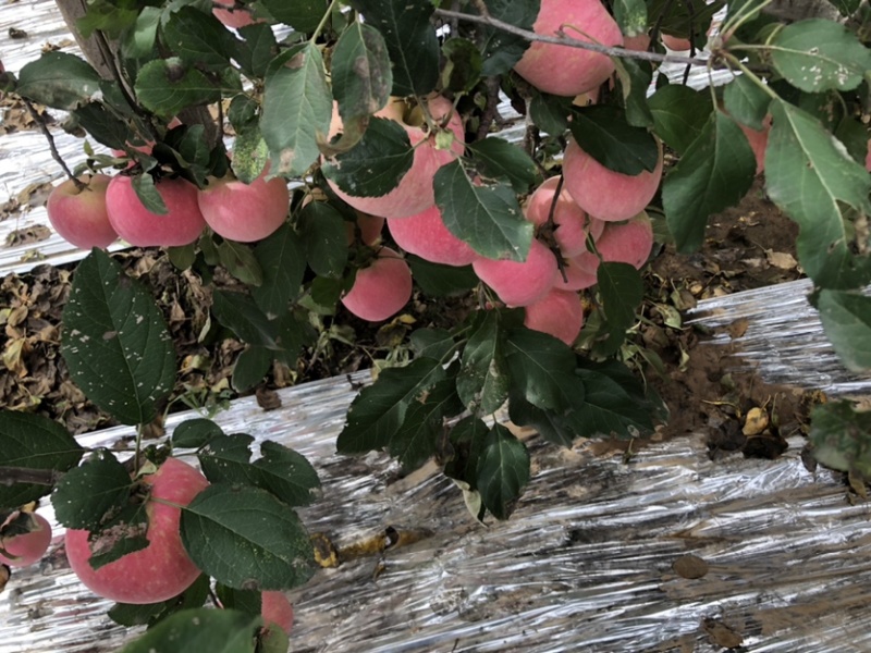 陕西红富士🍎上市啦，红度好，口感脆甜，耐运输，