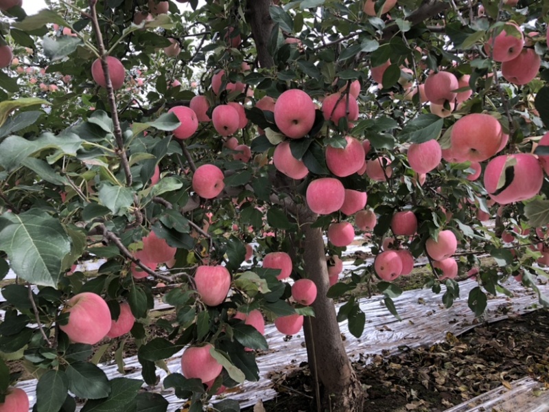 陕西红富士🍎上市啦，红度好，口感脆甜，耐运输，