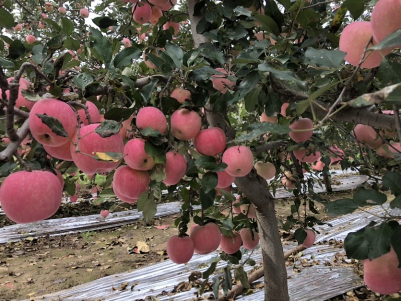 陕西红富士🍎上市啦，红度好，口感脆甜，耐运输，