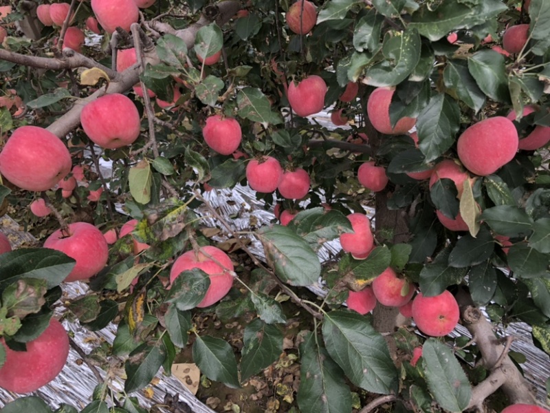 陕西红富士🍎上市啦，红度好，口感脆甜，耐运输，