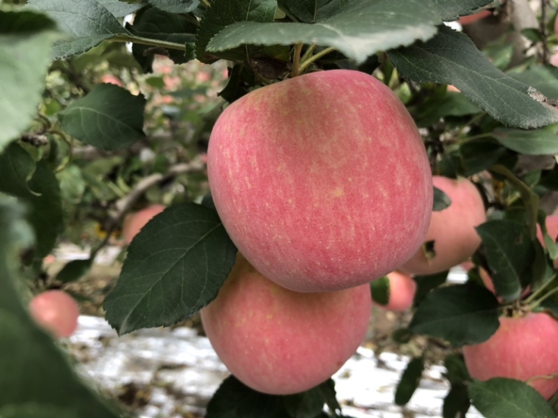 陕西红富士🍎上市啦，红度好，口感脆甜，耐运输，