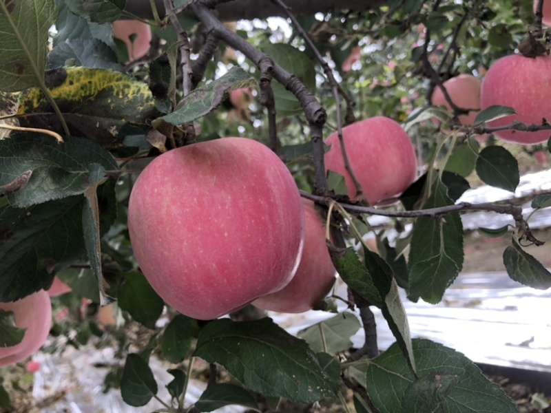 陕西红富士🍎上市啦，红度好，口感脆甜，耐运输，