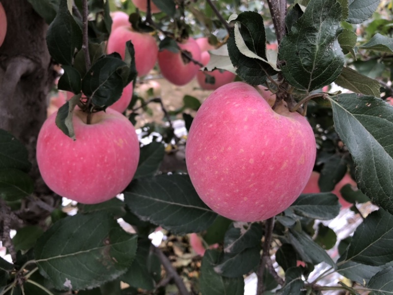 陕西红富士🍎上市啦，红度好，口感脆甜，耐运输，