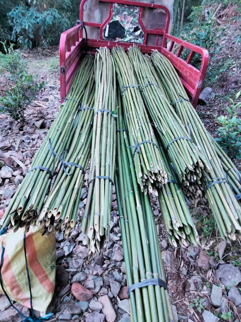 金竹，毛竹，大量现货，规格你来订，量大价优