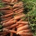 山西长治长子三红胡萝卜质量好，大量现货诚信服务。