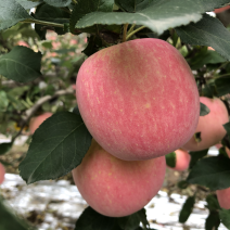 陕西红富士🍎上市啦，红度好，口感脆甜，耐运输，