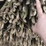 金竹::::::::::::::::::::