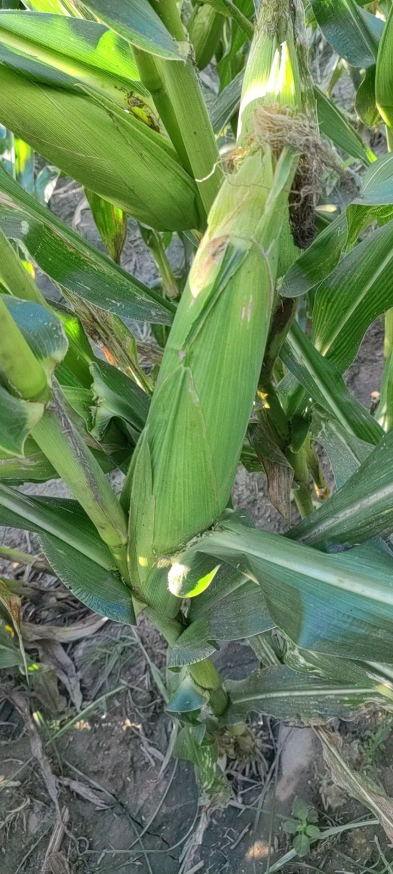 精品糯玉米，万糯2000，水果玉米，产地直供，量大质优