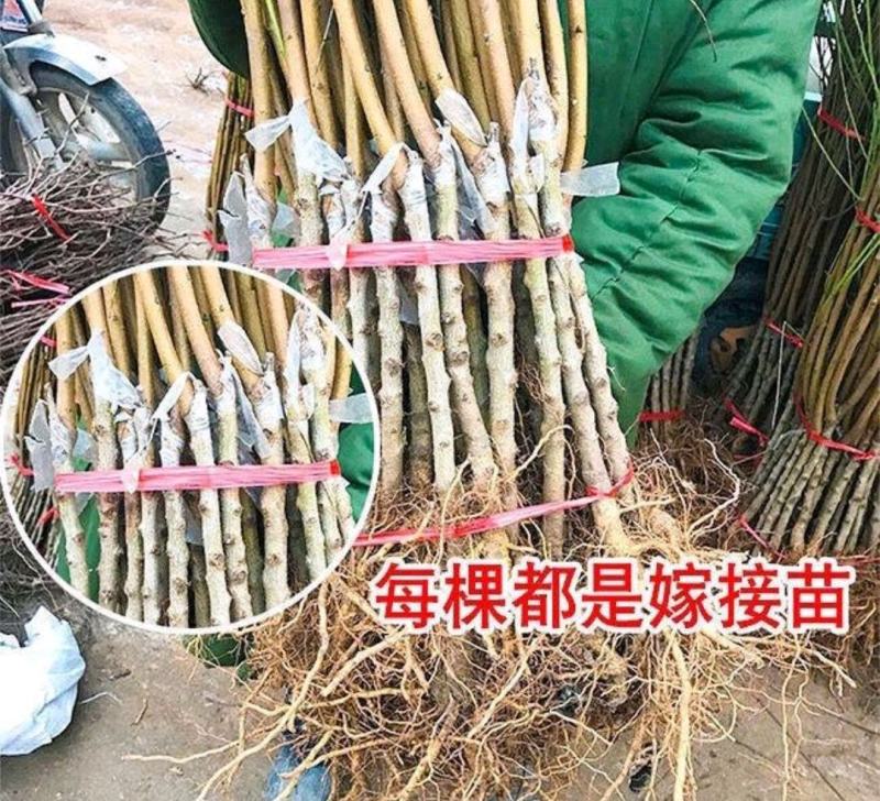 冬桃苗桃树苗南方北方种植中晚熟保证质量包邮包成活