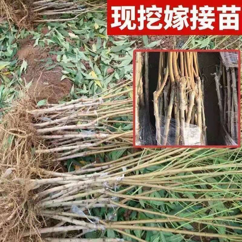 冬桃苗桃树苗南方北方种植中晚熟保证质量包邮包成活