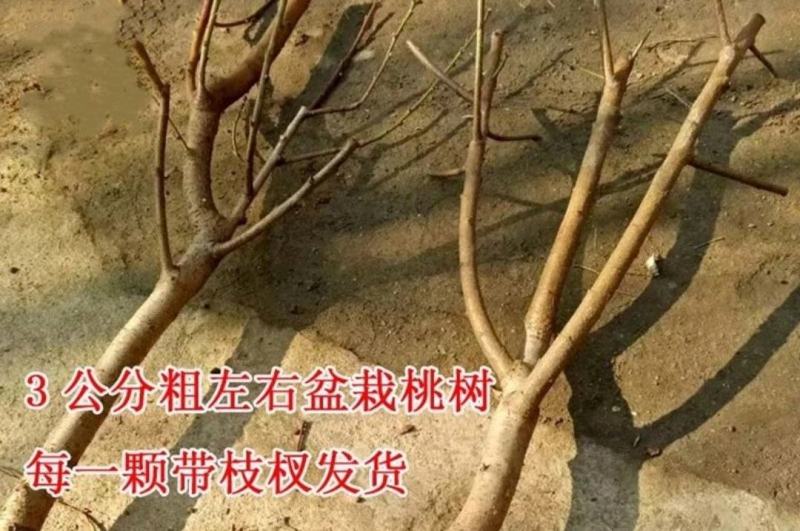 冬桃苗桃树苗南方北方种植中晚熟保证质量包邮包成活