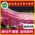 1原切新鲜黄牛腿肉牛腩牛腱子肉速冻包邮