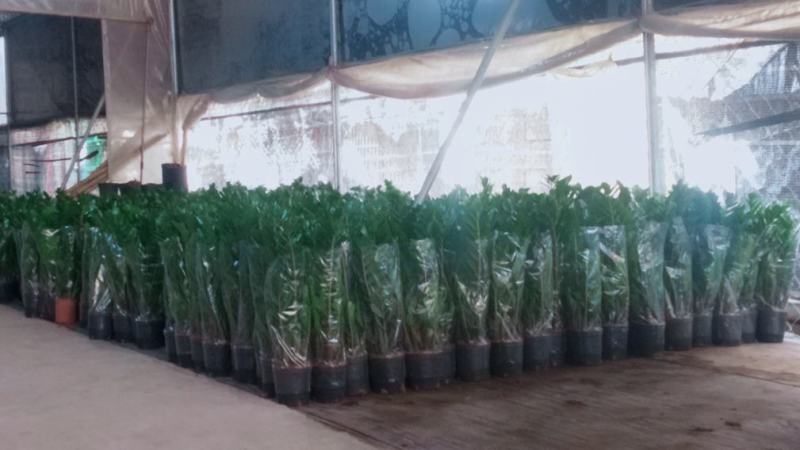 海南金钱种植基地，量大从优，发货全国各地及各户