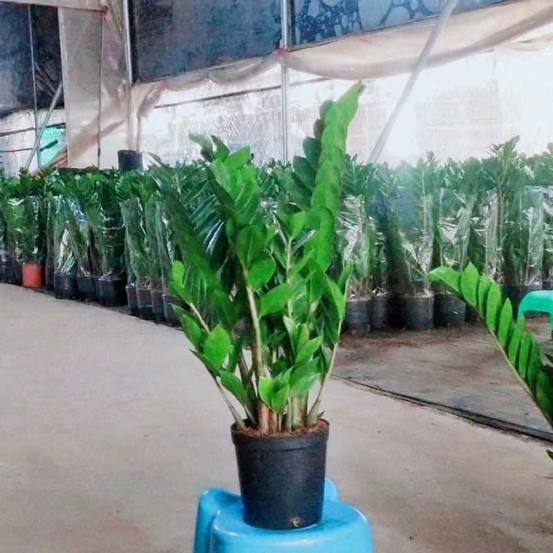海南金钱种植基地，量大从优，发货全国各地及各户