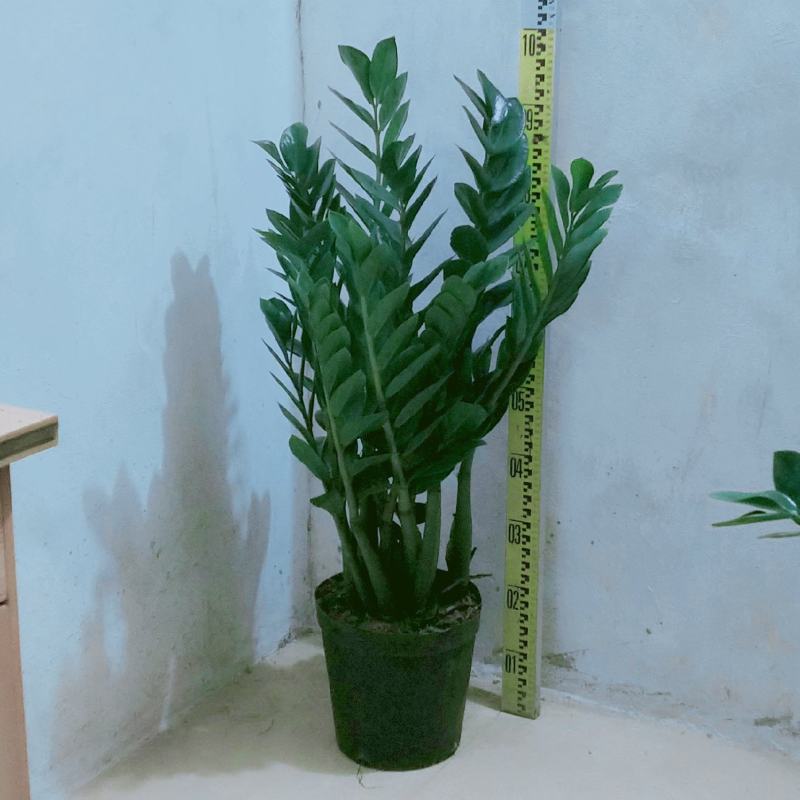 海南金钱种植基地，量大从优，发货全国各地及各户