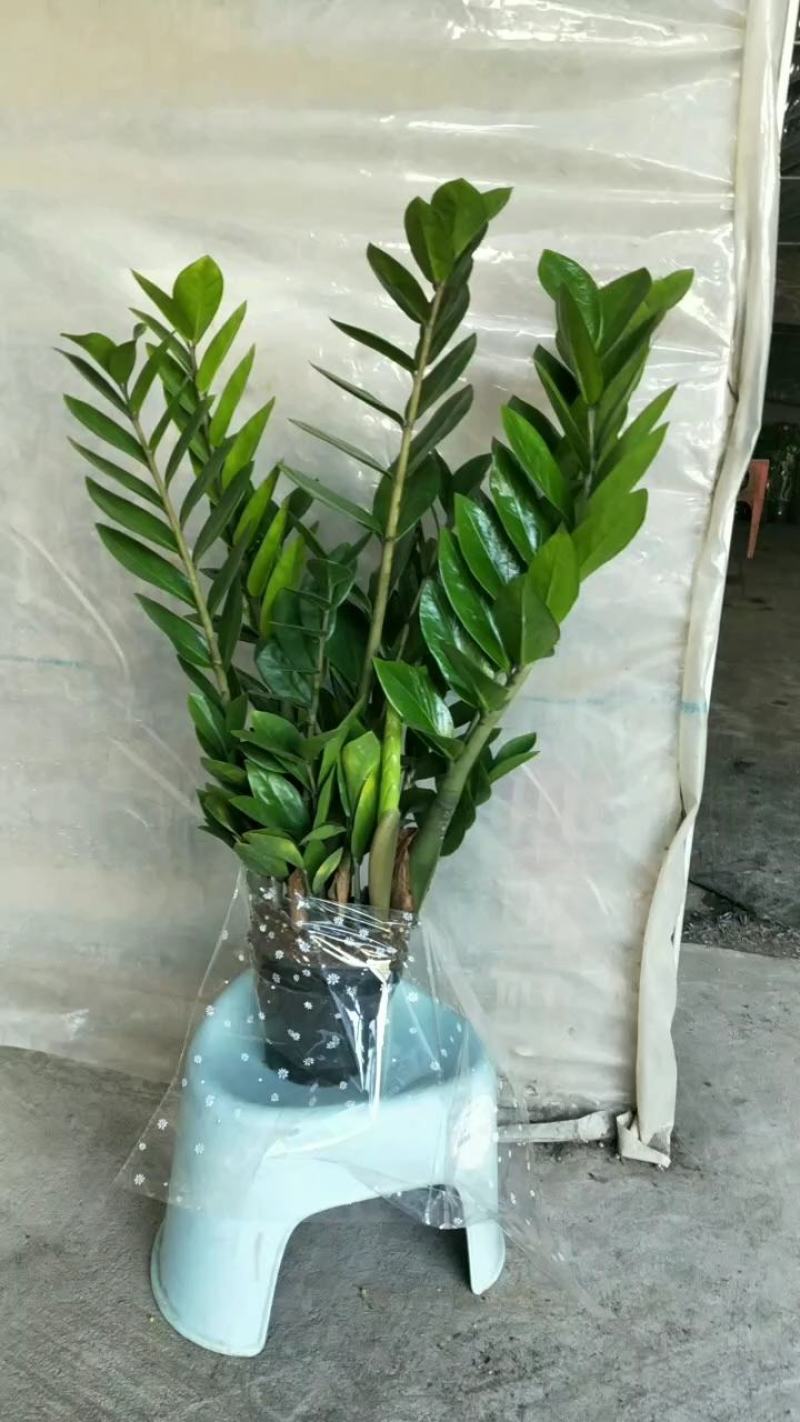 海南金钱种植基地，量大从优，发货全国各地及各户