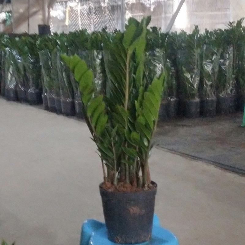 海南金钱种植基地，量大从优，发货全国各地及各户