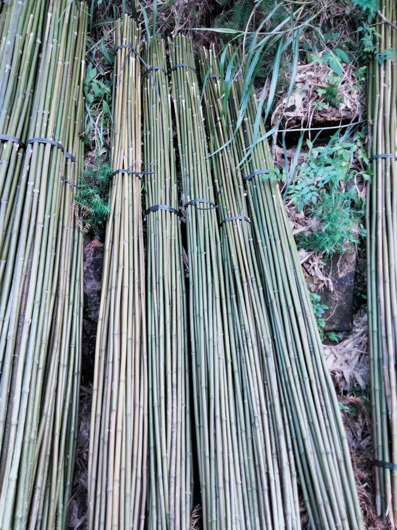 金秀一手货源，各种类型竹子，规格你来订::