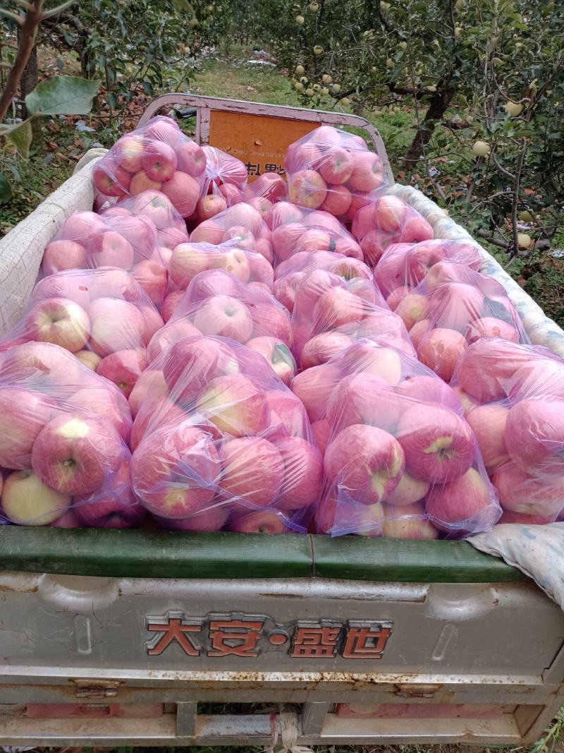 山地寒富士，富士苹果质优价廉大量有货