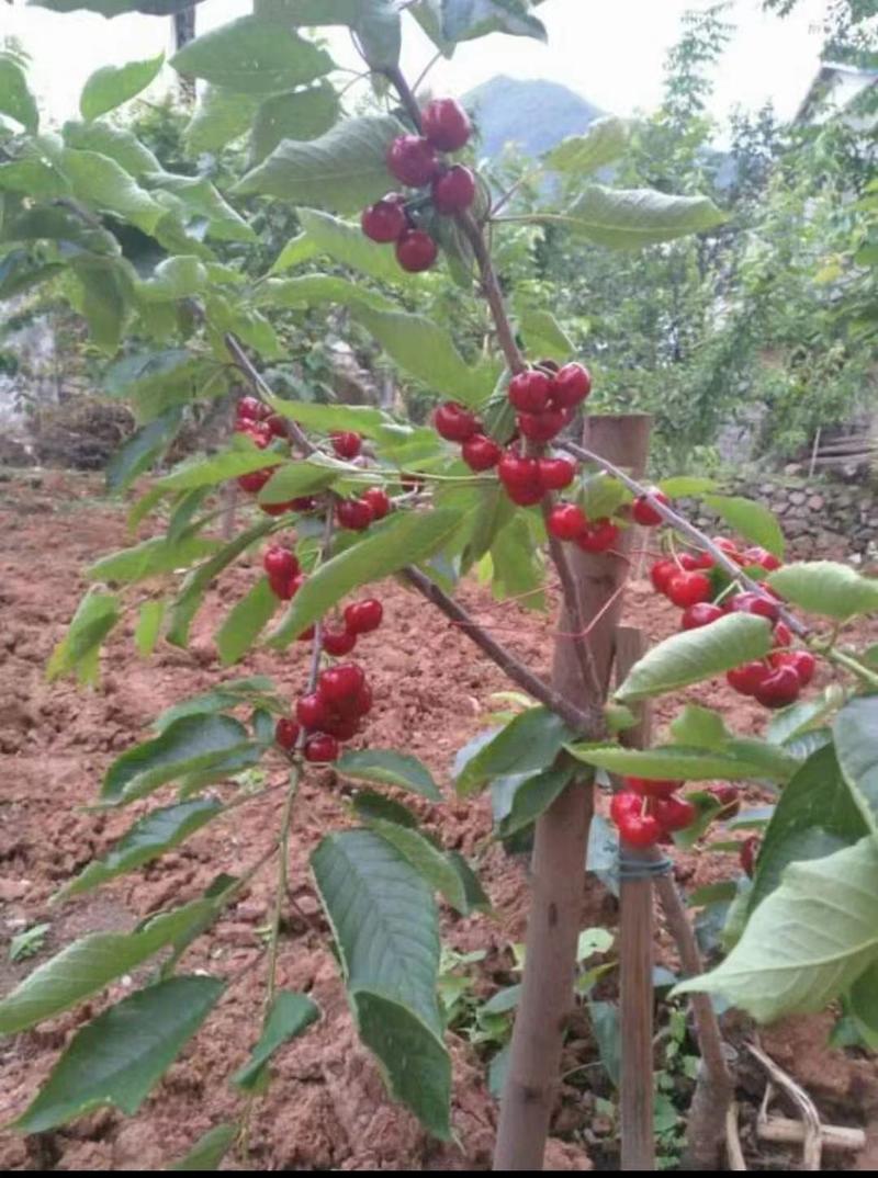 樱桃苗乌克兰，玛瑙红，车厘子（红笼）品种纯正，鲜苗。