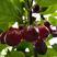 樱桃苗乌克兰，玛瑙红，车厘子（红笼）品种纯正，鲜苗。