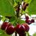 樱桃苗乌克兰，玛瑙红，车厘子（红笼）品种纯正，鲜苗。