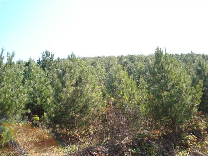 油松与华山松对比图