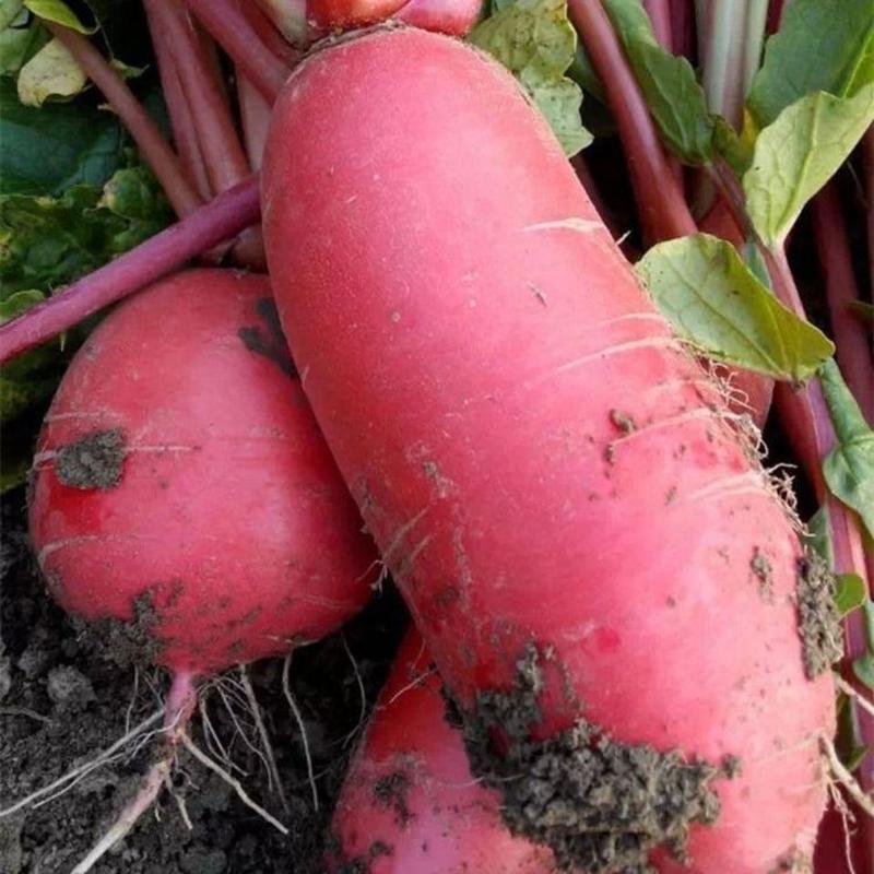 萝卜种子德高红皮水萝卜种籽高产水萝卜菜籽四季播种阳台蔬菜