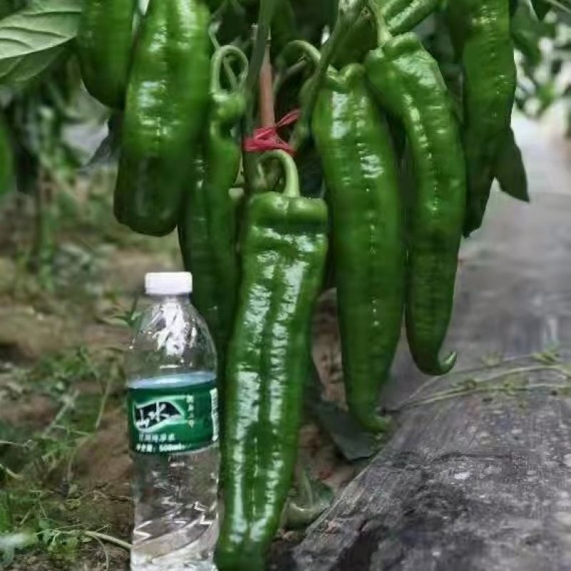 精品薄皮辣椒万亩基地电商货，超市货市场货，供不应求！