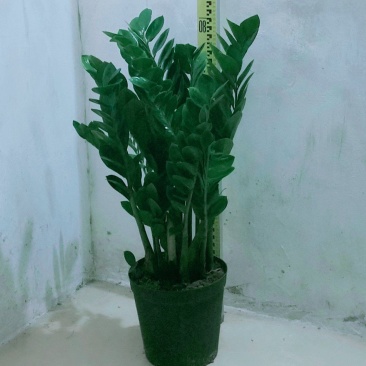 海南金钱树种植基地，量大从优，各规格齐全，发货全国各地