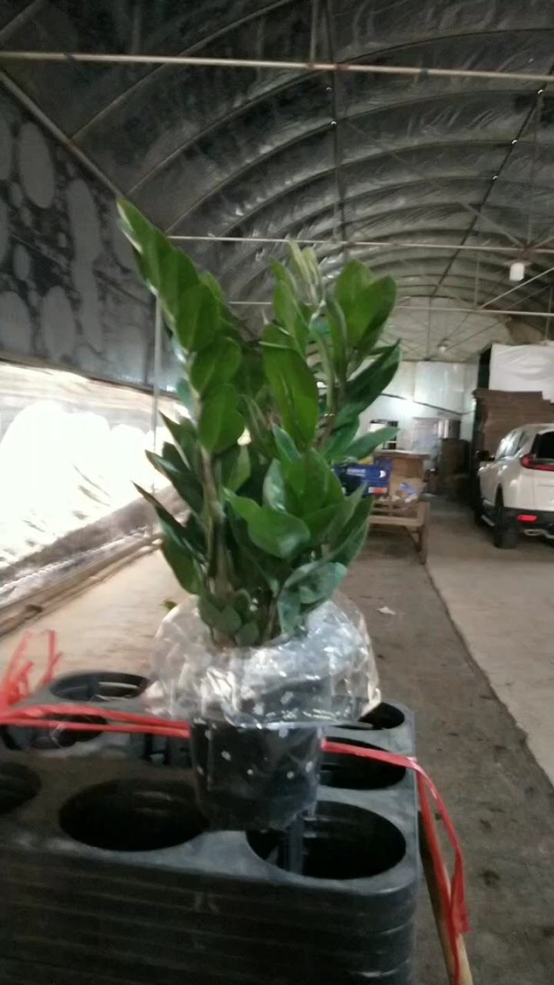 海南金钱树种植基地，量大从优，各规格齐全，发货全国各地