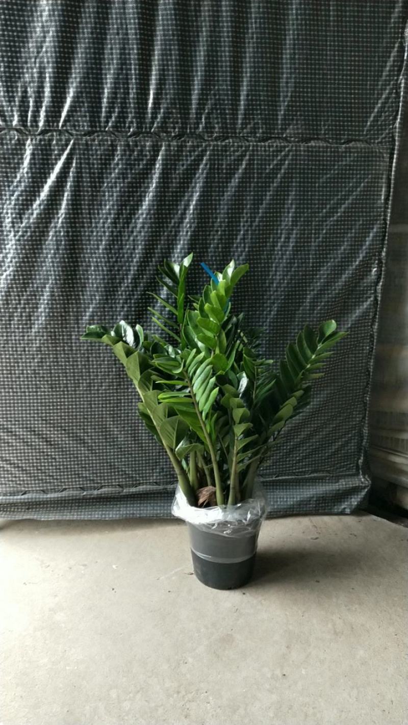 海南金钱树种植基地，量大从优，各规格齐全，发货全国各地