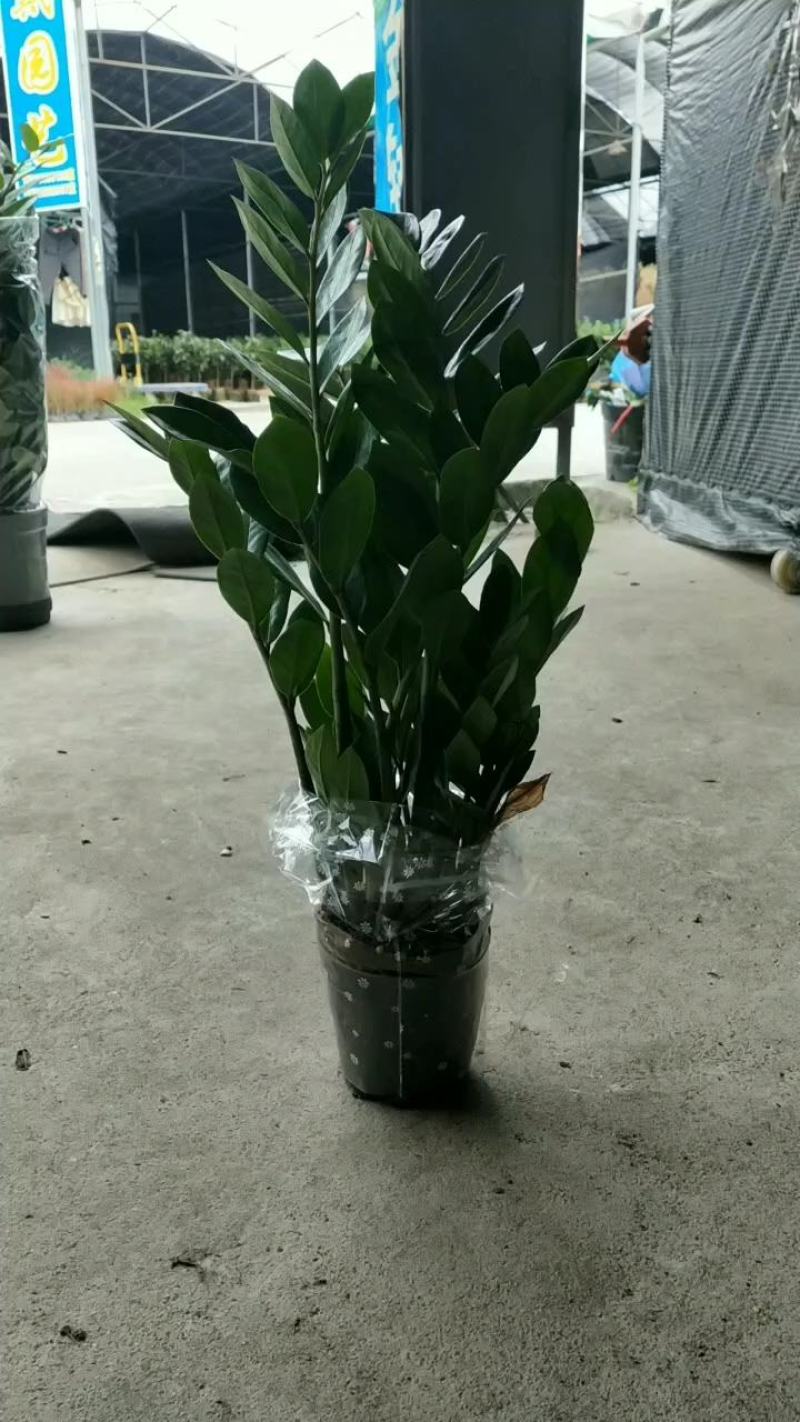 海南金钱树种植基地，量大从优，各规格齐全，发货全国各地