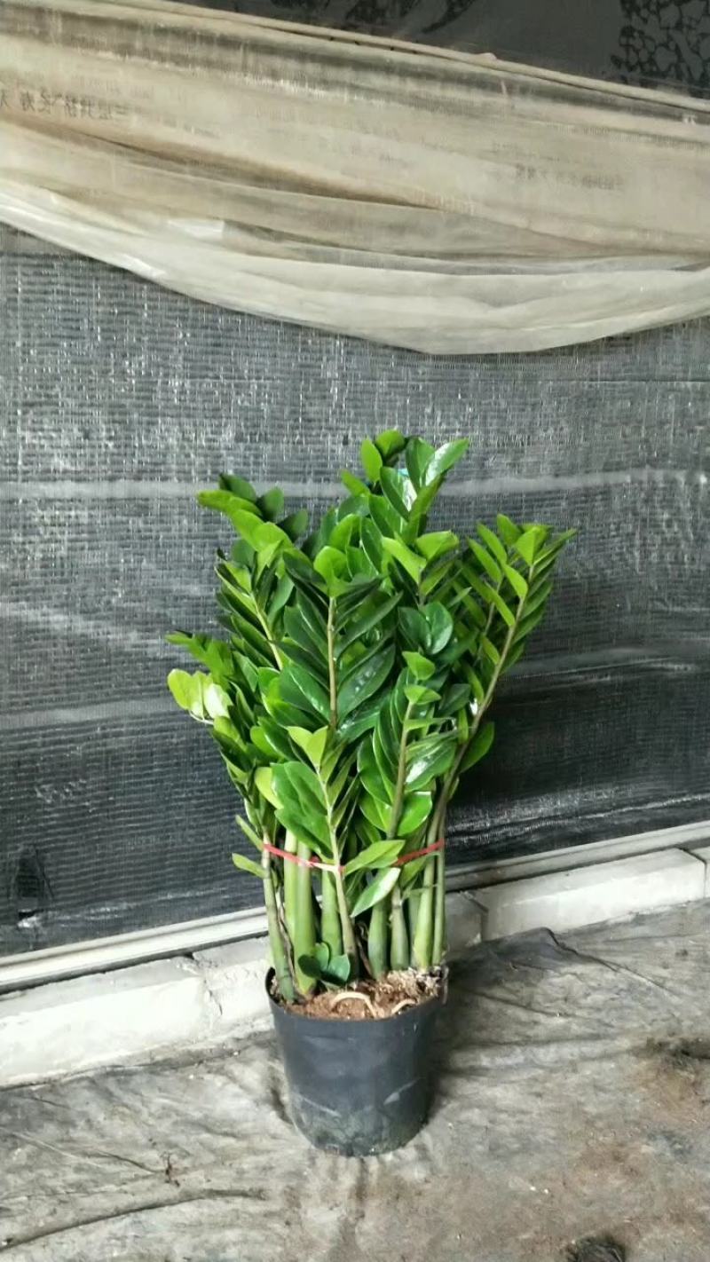 海南金钱树种植基地，量大从优，各规格齐全，发货全国各地