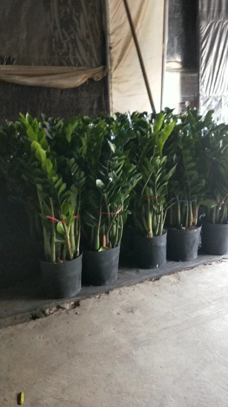 海南金钱树种植基地，量大从优，各规格齐全，发货全国各地