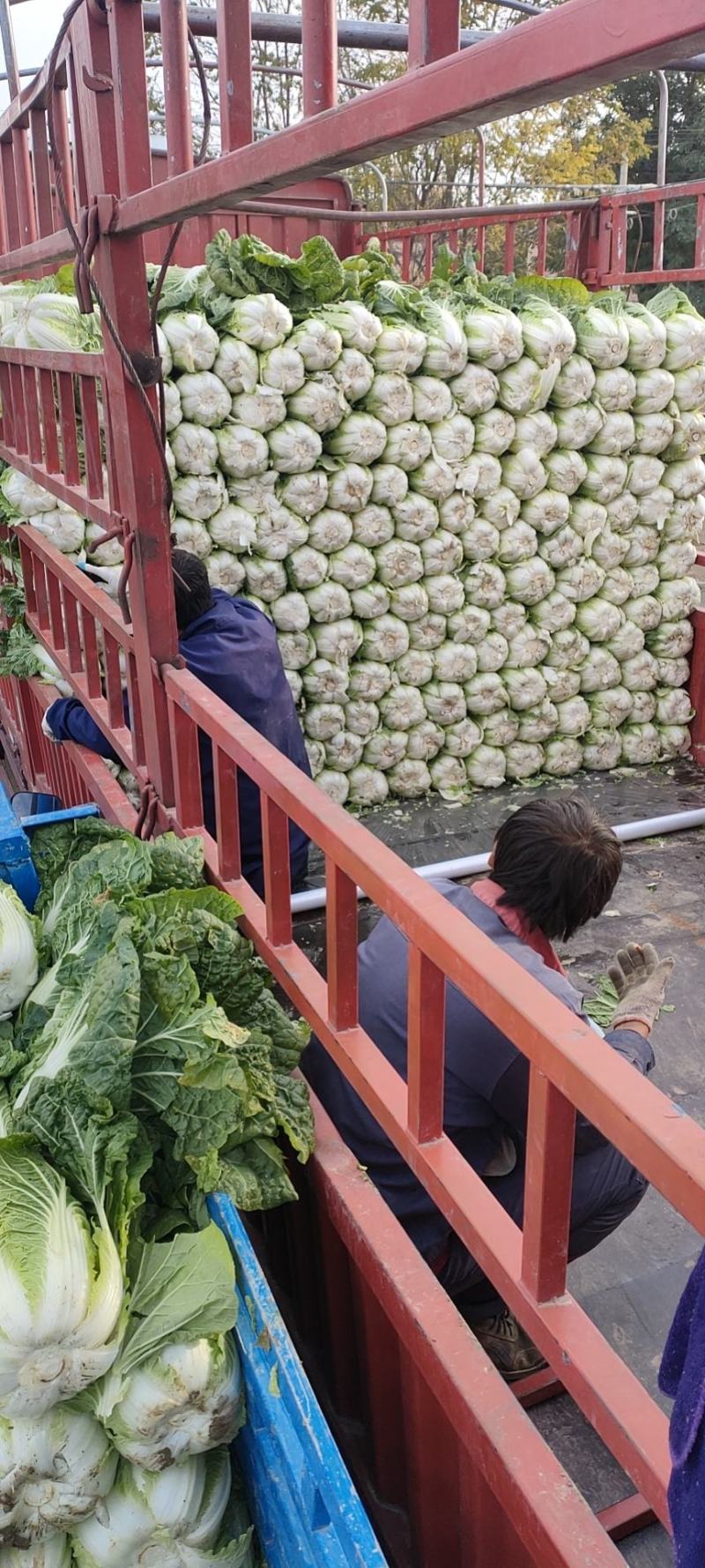 精品娃娃菜