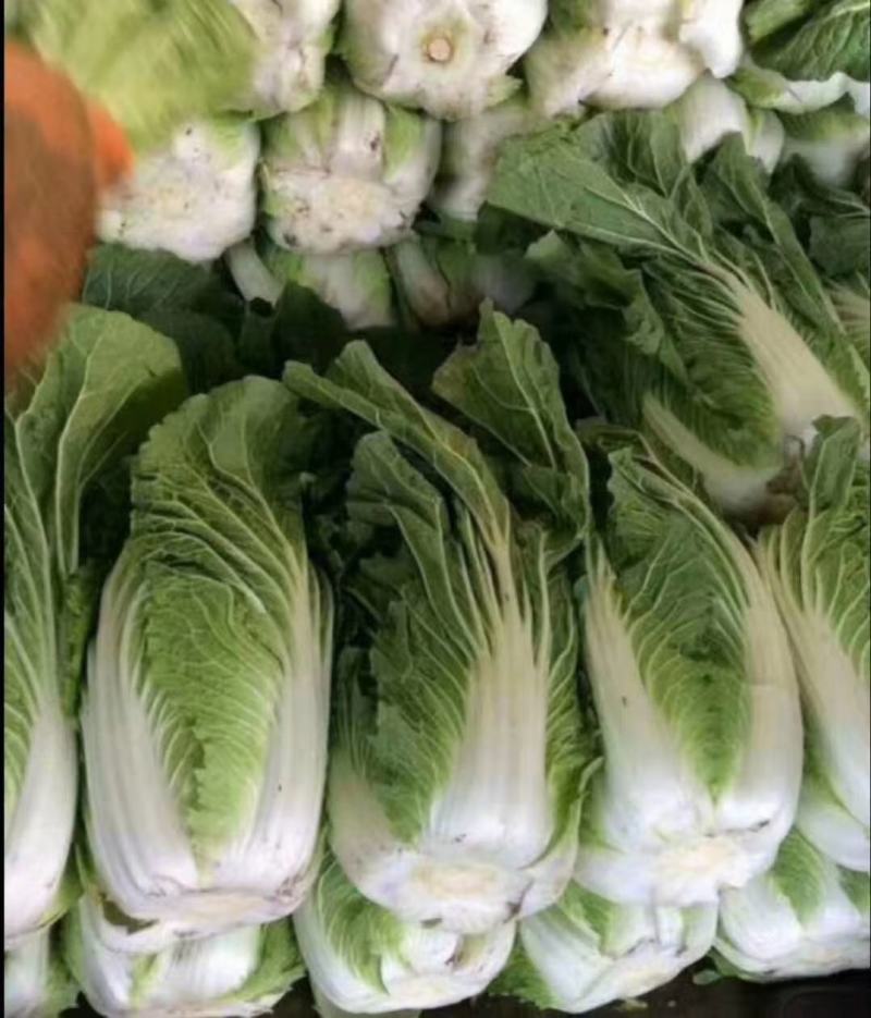精品娃娃菜