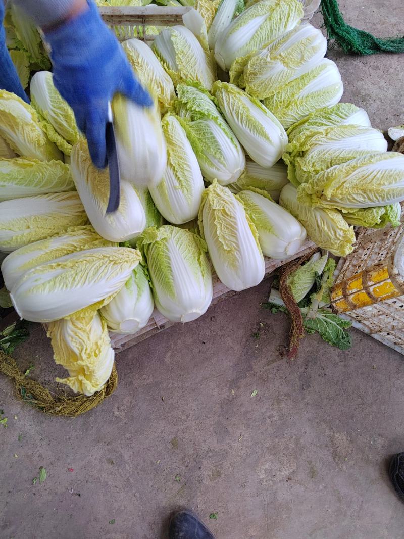 河北邯郸精品娃娃菜，质量保证，货源充足，诚信代办。
